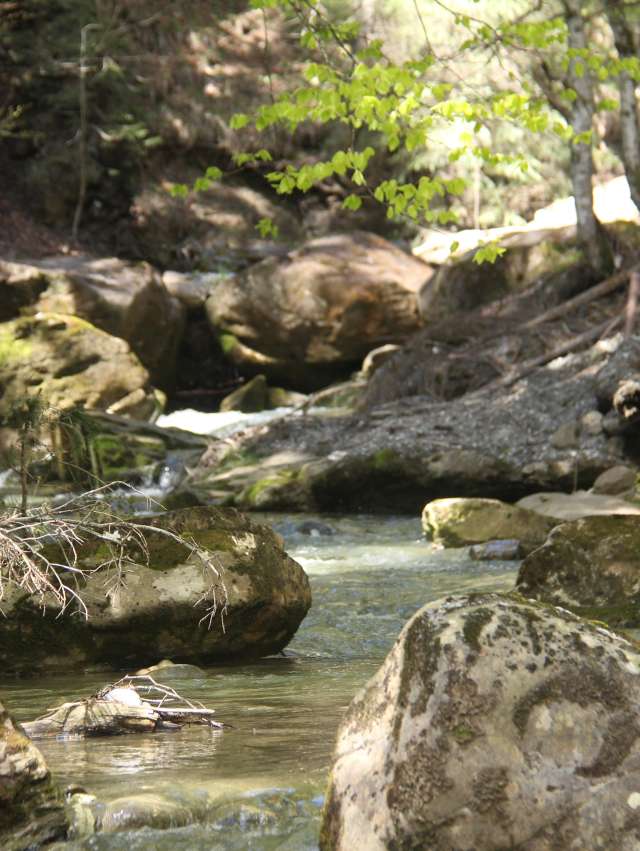 Gewässerperle Emme WWF