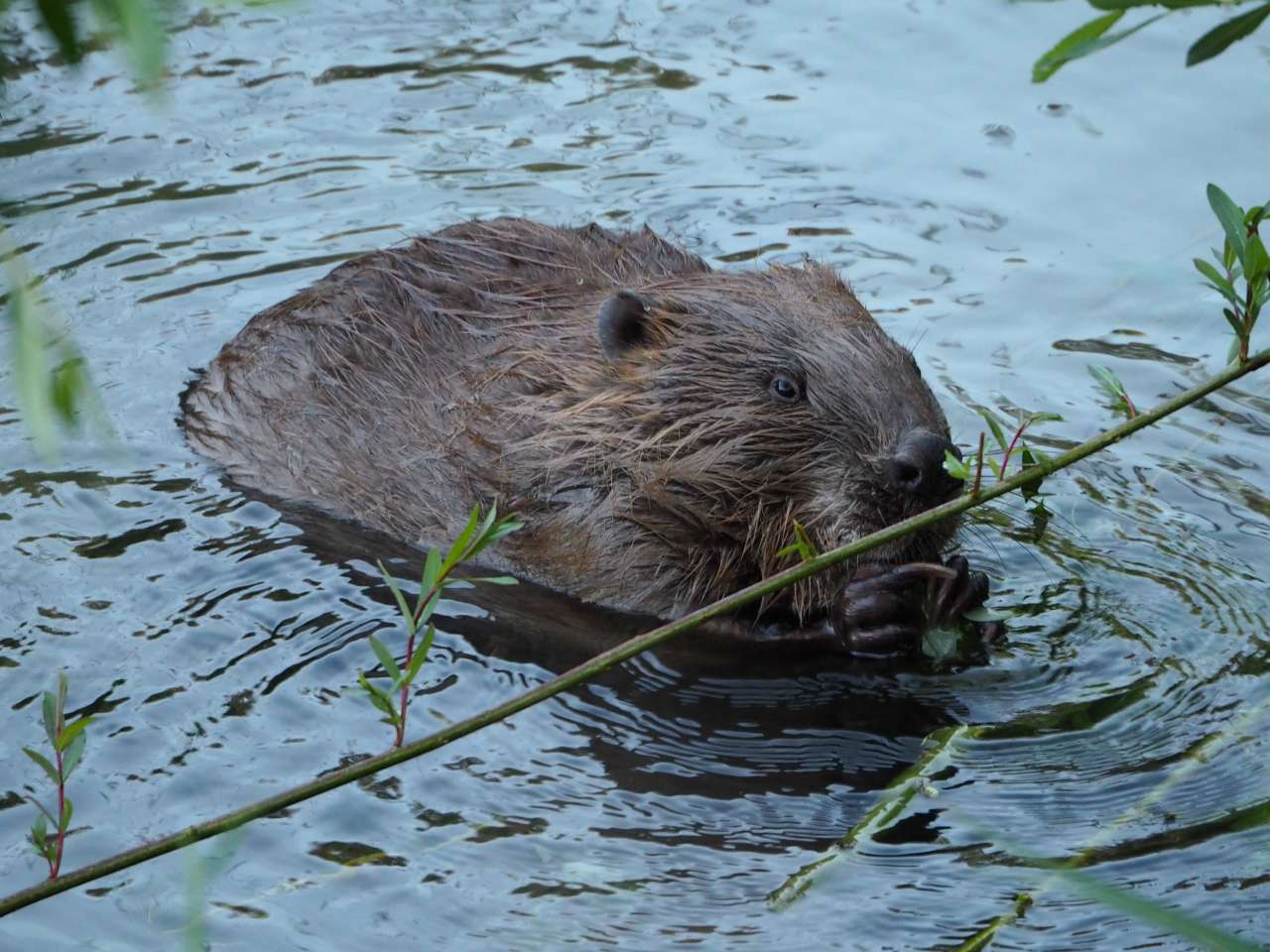 Wilde Emme bei Utzenstorf