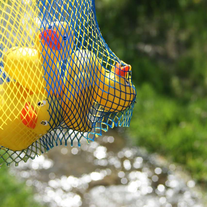 Schwimmenten-Wettrennen