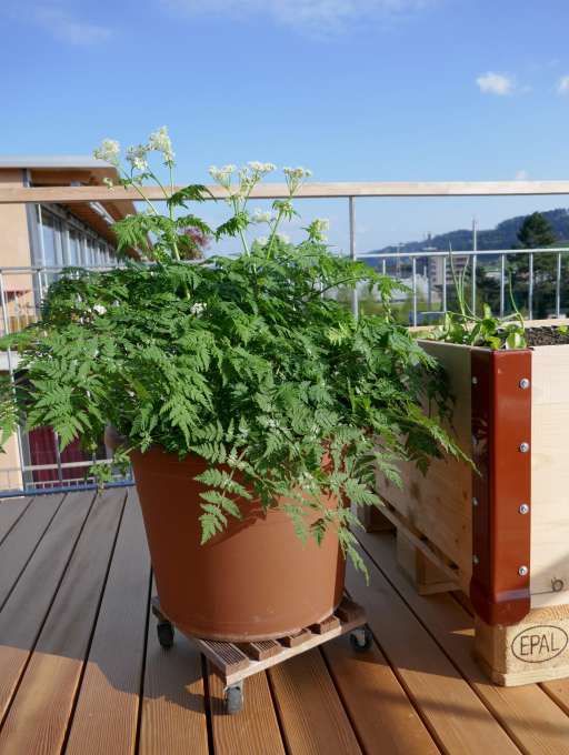 Setzlinge Chörblichrut