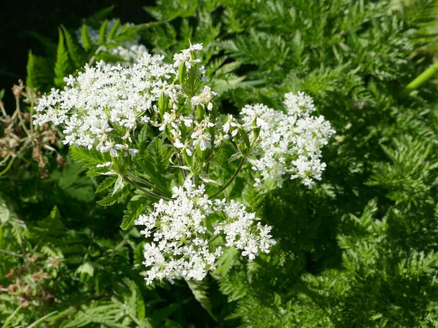 Chröblichrut-Setzlinge